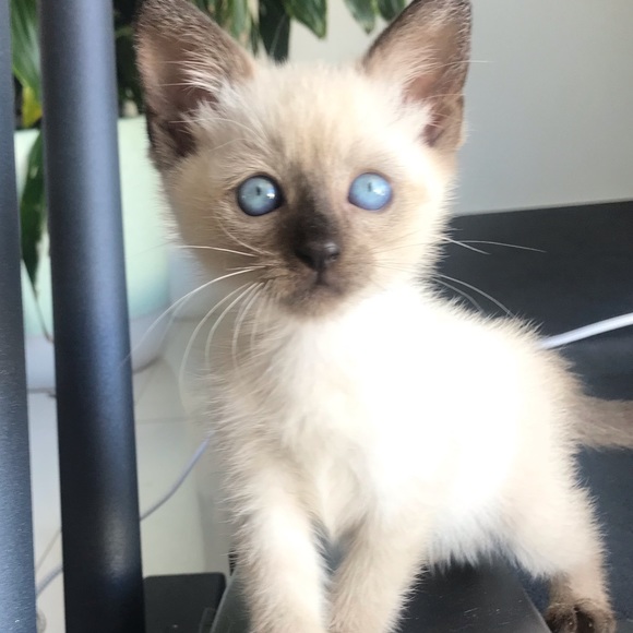 Meet your Posher, Chloe - Picture 7 of 15